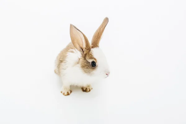 Piccolo coniglio su bianco — Foto Stock