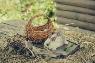 tavşan ya da saman üzerinde sepet ile tavşan