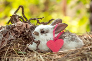 Sevimli küçük tavşan kalpli