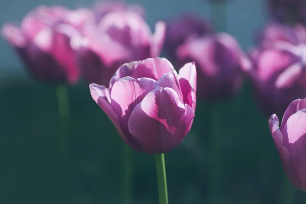 Lila tulipán virág Polárszűrő — Stock Fotó