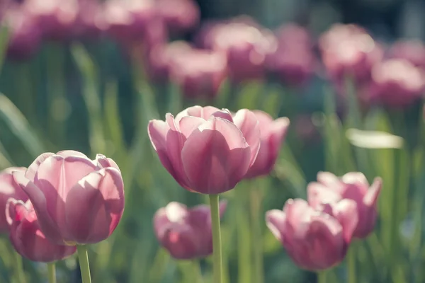 Fiori di tulipano rosa primo piano — Foto Stock
