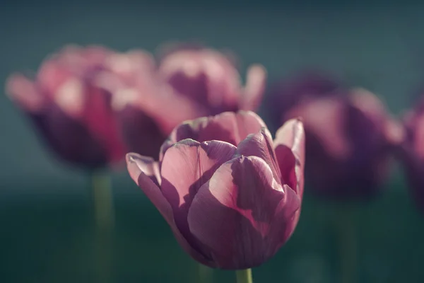 Lila tulipán virág Polárszűrő — Stock Fotó