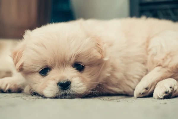 Βελούδινα σκύλος μικρού κουταβιού — Φωτογραφία Αρχείου