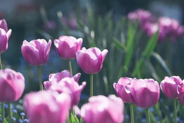 Fiori di tulipano viola primo piano — Foto Stock