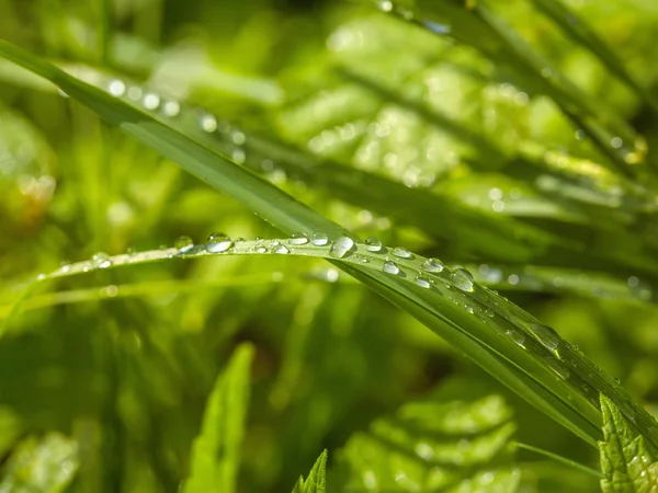 Pequeñas gotas de agua sobre hierba — Foto de Stock