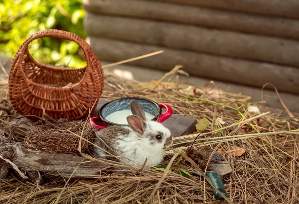 ウサギやストローでミルクと野ウサギ — ストック写真