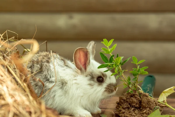 Śliczne króliki — Zdjęcie stockowe