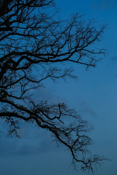 Zwarte bladloos bomen silhouetten — Stockfoto