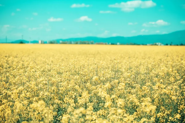 Feld mit gelben Blumen und blauem Himmel — Stockfoto