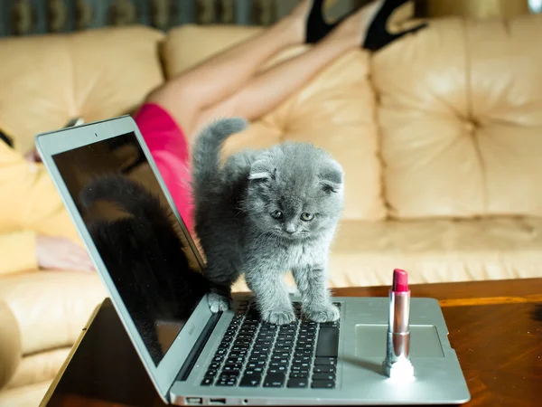 Kitten op laptop met lippenstift — Stockfoto