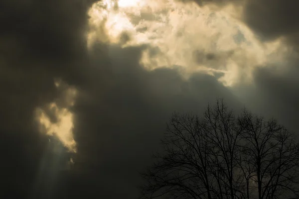 Arbre nu sur ciel nuageux — Photo