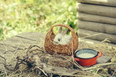 tavşan ya da saman üzerinde süt ile tavşan