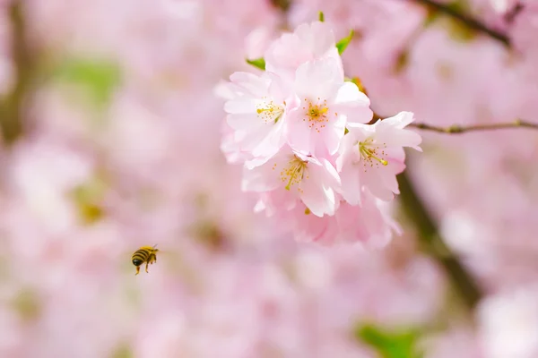 Rosa blühende Blumen — Stockfoto