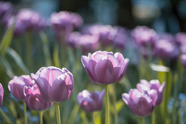 Fiori di tulipano viola primo piano — Foto Stock