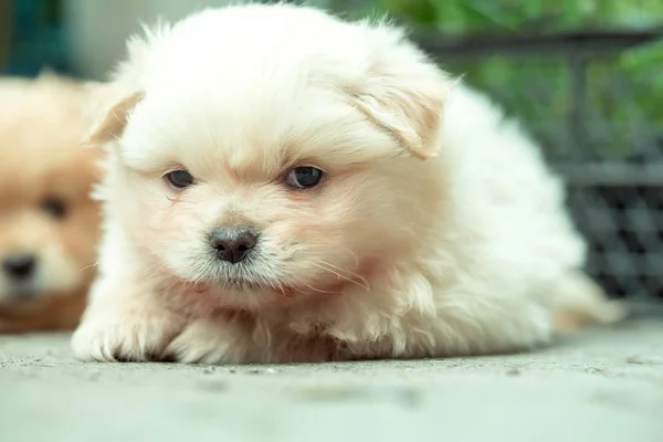 Small puppy plush dog — Stock Photo, Image