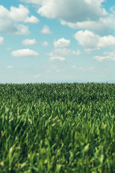 Campo de hierba verde — Foto de Stock