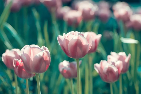 Fiori di tulipano rosa primo piano — Foto Stock