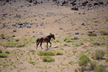 Tozlu bir tarladaki vahşi at.