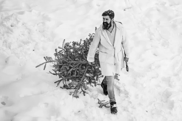 Una hermosa madera con barba lleva un árbol de Navidad. Feliz invierno. Un hombre con barba lleva a casa un árbol de Navidad. Retrato de invierno de leñador joven. — Foto de Stock