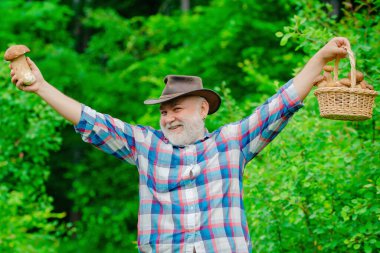 Mantar topluyorum. Mutlu Büyükbaba - yaz ve hobiler. Yaşlı adam yürüyor. Büyükbaba Emeklisi. Ormanda son sınıf yürüyüşü..