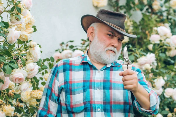 Primavera y pasatiempos. Jardinero cortando flores en su jardín. Primavera y verano. Plantando flores. Pasatiempo de jardinería. Abuelo. Publicidad retro. — Foto de Stock