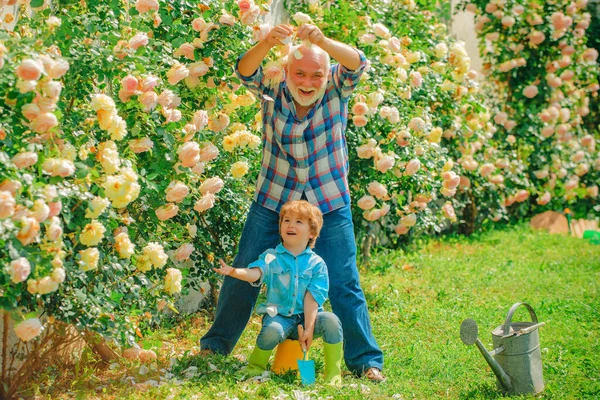 Flor rosa cuidado e rega. Avô com neto a jardinar juntos. Jardineiro cortando flores em seu jardim. Avô. Hobbies e lazer. — Fotografia de Stock