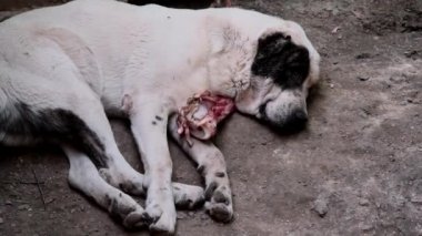 Kemikli Alabai büyük köpeği, soylu köpek..