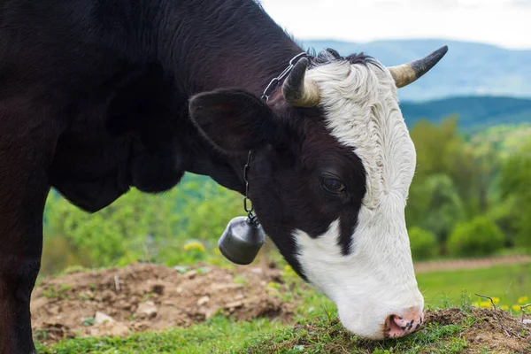 Vache mangeant de l'herbe. Pâturage de bovins dans un champ dans le fond de la nature. — Photo