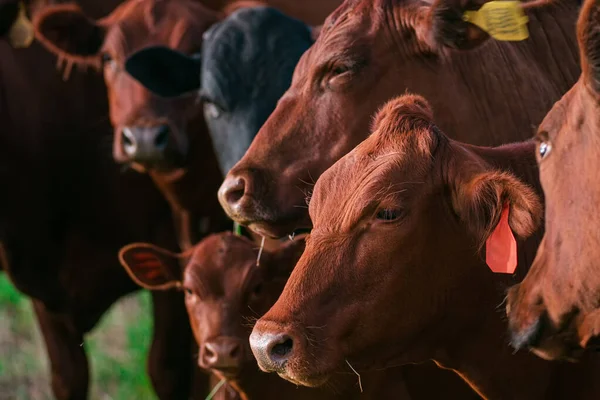 Close up of dairy cow in a farm. Herd of cows. — Stock Photo, Image