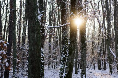 Ağaçların ve dağların manzarası. Karda donmuş çam ağaçları.
