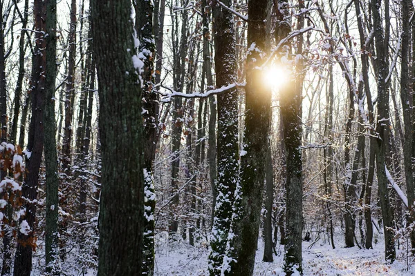 Krajina stromů a hor. Omrzlé smrky ve sněhu. — Stock fotografie