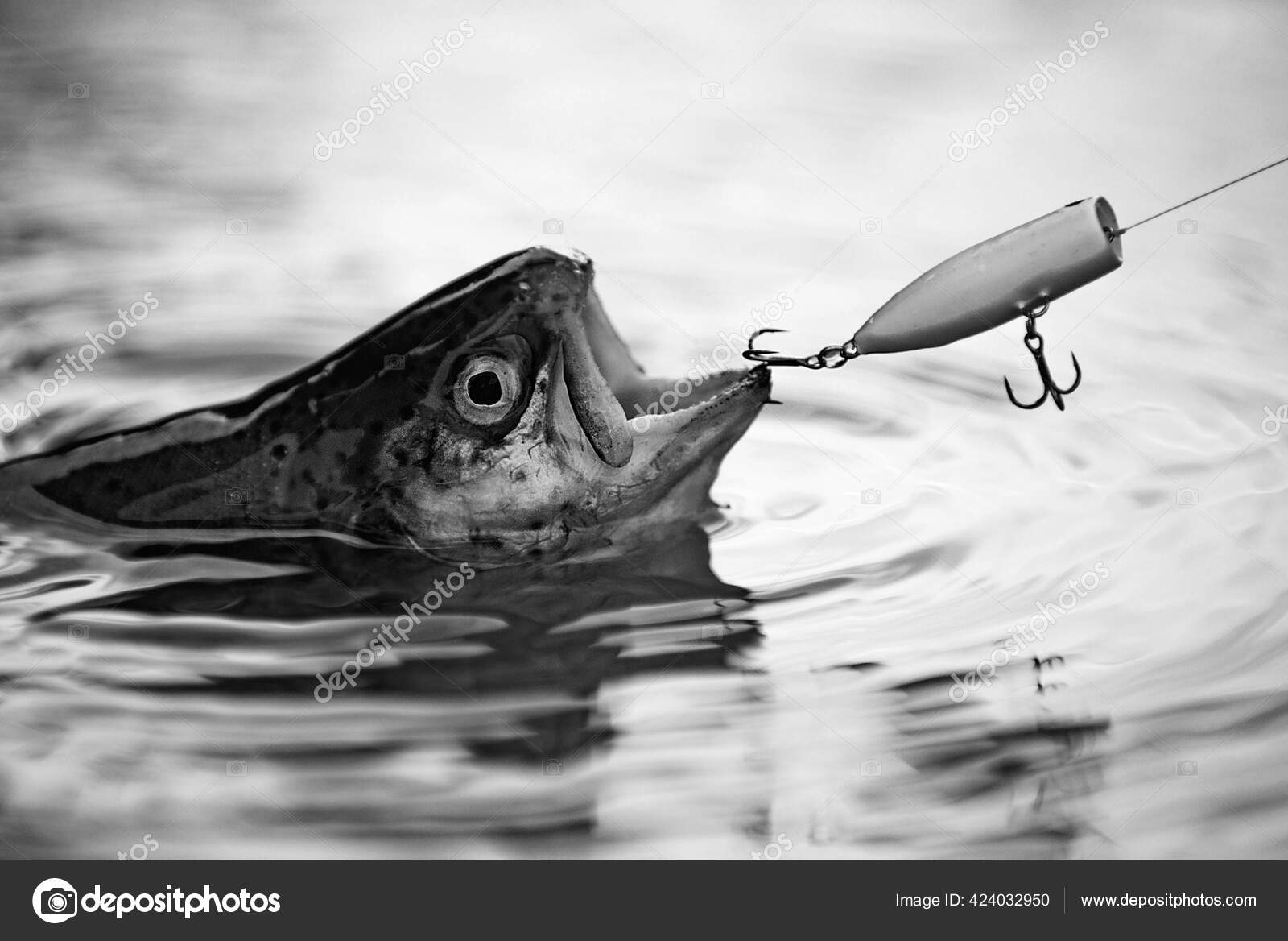 Fishes catching hooks. Fisherman and trout. Bass fishing splash. Catching a  big fish with a fishing pole. Lure fishing. Fly fishing - method for  catching trout. Stock Photo by ©Tverdohlib.com 424032950