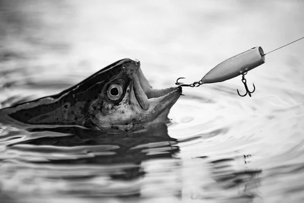 釣り針をつかむ魚。漁師とマス。低音釣スプラッシュ。釣竿で大きな魚を釣る。ルアーフィッシング。フライフィッシング-マスを捕まえる方法. — ストック写真