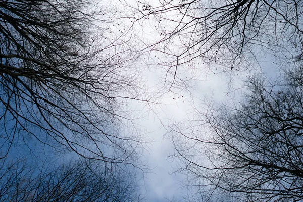 Uitzicht naar boven naar kale boomtoppen en takken met prachtige helderblauwe winterhemel. — Stockfoto