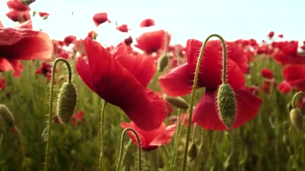Anzac day. Poppy field in full bloom against sunlight — Stock Video