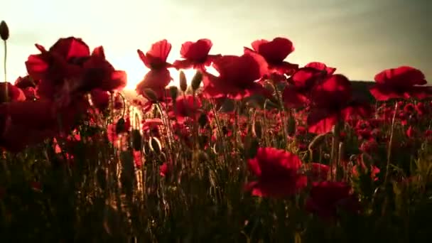 Giornata dell'Anzac. Campo di papavero in piena fioritura contro la luce del sole. L'appello per il papavero ricordo. Giornata commemorativa in Nuova Zelanda, Australia, Canada e Gran Bretagna. — Video Stock