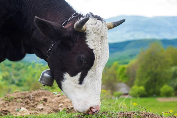 Gros plan d'une vache laitière noire et blanche. Vache mangeant de l'herbe. — Photo