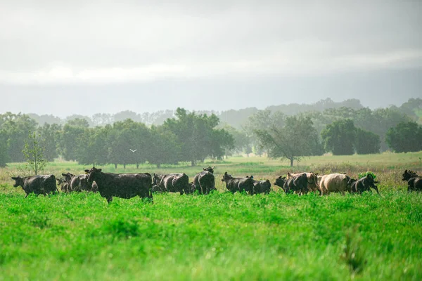 Dobytčí farma. Stádo krav na letním zeleném poli. — Stock fotografie