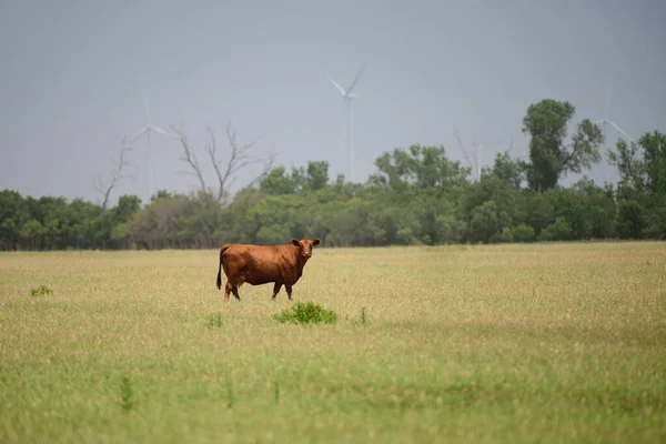 Молочная корова пасущаяся в поле. Коровы на ферме. — стоковое фото