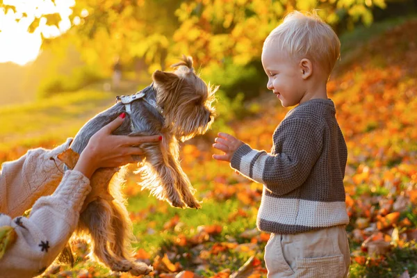 Niño jugar con yorkshire terrier perro. Niño pequeño disfrutar de otoño con amigo perro. Pequeño bebé pequeño en el día soleado de otoño paseo con perro. Calidez y calidez. Feliz infancia. Dulces recuerdos de infancia —  Fotos de Stock