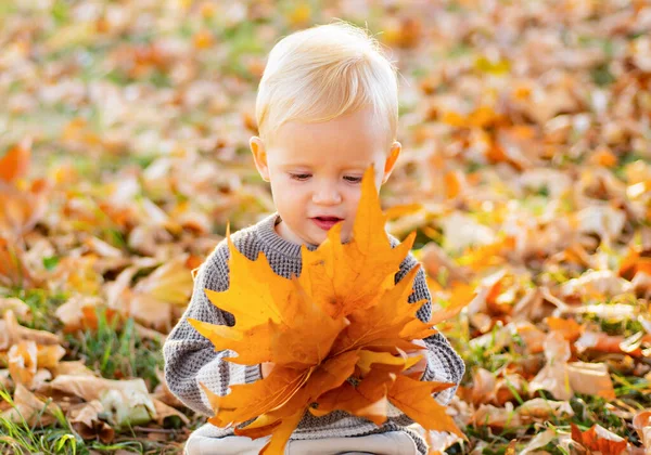 可爱的小女孩坐在公园的地面上，在一个阳光灿烂的秋天与秋天的树叶玩耍。季节外面用秋天的活动，寻找秋天的色彩。晚育. — 图库照片