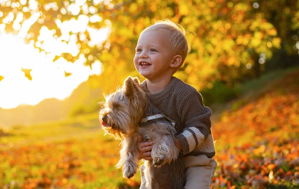 Jednoduché štěstí. Hezké vzpomínky z dětství. Dítě si hraje s yorkshirským teriérem. Batole chlapec vychutnat podzim se psím přítelem. Malé batole na slunné podzimní procházce se psem. Šťastné dětství — Stock fotografie