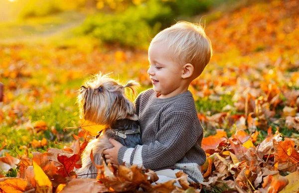 Küçük çocuk köpek arkadaşıyla sonbaharın tadını çıkarıyor. Güneşli bir sonbahar gününde küçük bir bebek köpekle yürüyor. Sıcaklık ve samimiyet. Mutlu bir çocukluk. Tatlı çocukluk anıları. Yorkshire Teriyer köpeğiyle çocuk oyunu — Stok fotoğraf