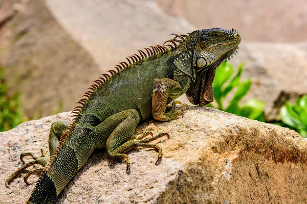 Gröna ödlor leguan. Viltreptil i Florida. Iguana drake närbild. — Stockfoto