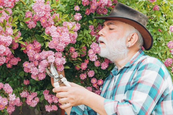 Abuelo trabajando en el jardín sobre el fondo de rosas. Abuelo disfrutando en el jardín con flores. Retrato de hombre barbudo viejo guapo sobre fondo de primavera. — Foto de Stock