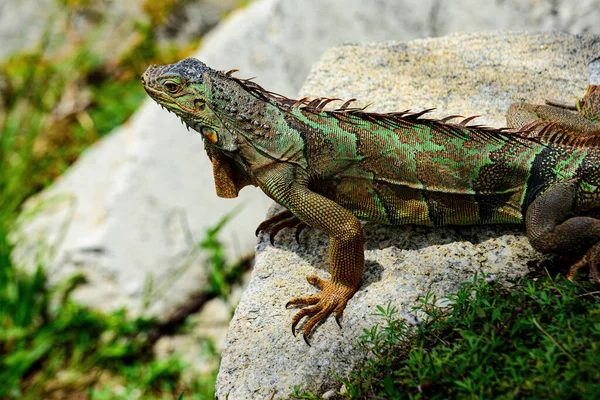 Green lizards iguana. Big iguana on an nature. — Stock Photo, Image