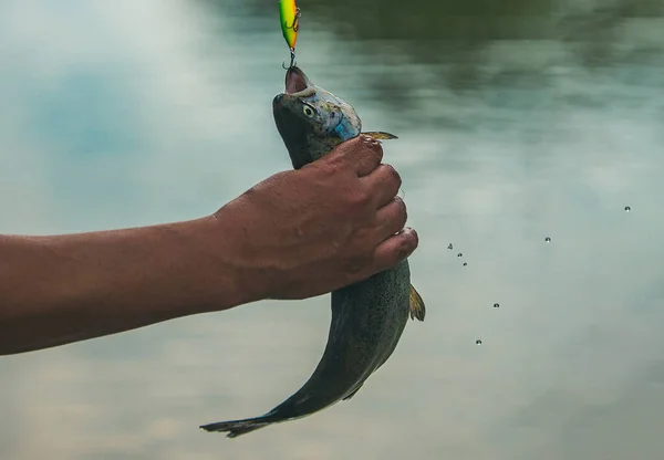 Fly rod and reel with a brown trout from a stream. Fishing. Fly