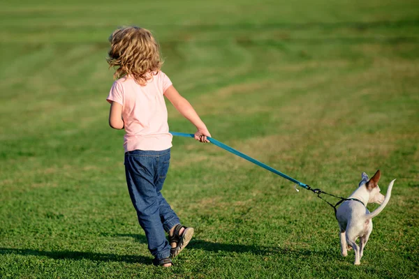 Un chico jugando con un perro en el césped del parque. Mascota con dueño. El perrito ha levantado una cola. Le gusta el juego. Perro con huyendo de niño. —  Fotos de Stock
