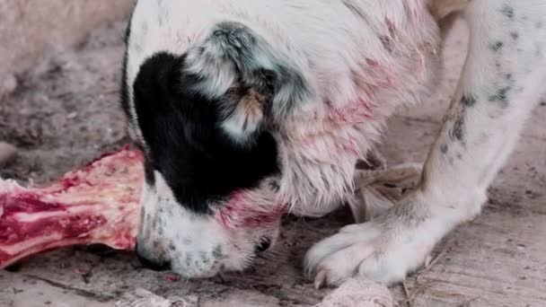 Tehlikeli kızgın alabai büyük köpek bir kemik kemiriyor, Pedigree köpek. Kan yiyen bekçi köpeği. Köpeğe dikkat et. Ev güvenliği. Köpeğe dikkat et. Orta Asya çobanı, Alabai. — Stok video