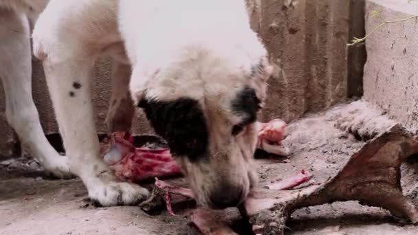 Maldito grande cão alabai roer um osso, Pedigree canino. Um cão de guarda a comer sangue. Cuidado com o cão. Segurança doméstica. Cuidado com o cão. Animais perigosos. — Vídeo de Stock